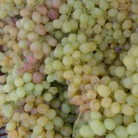 میوه گوجه انگور بادمجان انار پیاز گلابی|فروشگاه و مغازه|دزفول, |دیوار