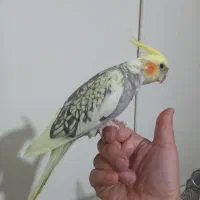 عروس هلندی گلباقالی (مرواریدی) ماده بالغ