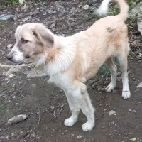 سگ نگهبان|سگ|رودسر, |دیوار