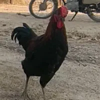 مرغ خروس