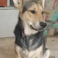 سگ ژرمن معاوضه دارم