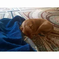 سگ پیت بول فوق گم شده