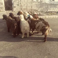 بره بز بیگ میش|حیوانات مزرعه|دزفول, |دیوار