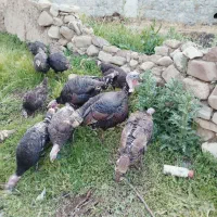 ۱۰ عدد بوقلمون