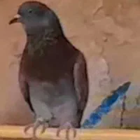 کفتر گم شده|پرنده|کاشان, مشکات|دیوار