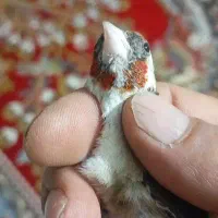 ماده سهره چونه سفید