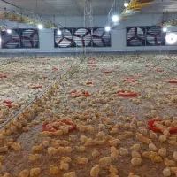 اجاره-مرغداری-40-هزار