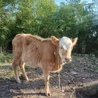 لیشه چالوسی ماستی