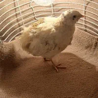 بلدرچین سفید محلی