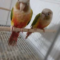 طوطی  گرینچیک ا