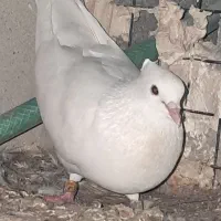 کبوترسفیدوطوقی|پرنده|سعدآباد, |دیوار