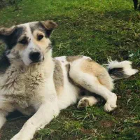 گمشده  به یابنده مژدگانی داده می شود|سگ|گرگان, |دیوار