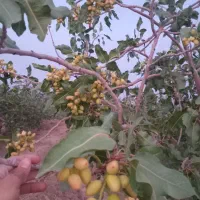 باغ-پسته-ای-430-قصب-با-5-ساعت-و-نیم-آب-کبوترخان