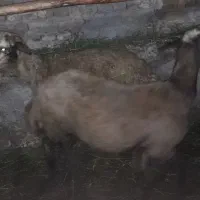 دوعدد گوسفند بفروش میرسد