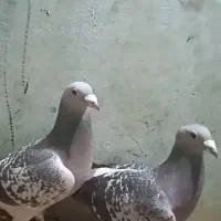 کفتر پلاکی|پرنده|سبزوار, ایزی شهر|دیوار