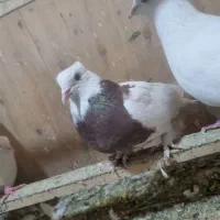 کفتر،کفتر سرور،طوقی