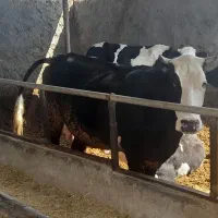 گاو|حیوانات مزرعه|دهدشت, |دیوار