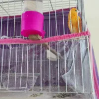 قناری پرتقالی ماده و آماده