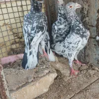 کفتر سیاه هفرنگ نر