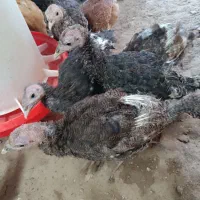 فروش ۴۵ عدد بوقلمون نژاد ایتالیایی ۴ ماهه دم تخم|حیوانات مزرعه|خرقان, |دیوار