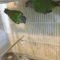 جفت طوطی سنگال