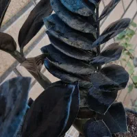 زاموفیلیا سوپر بلک اصل|گل و گیاه طبیعی|قم, هفت تیر|دیوار