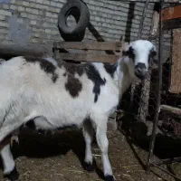 بره قوچ پلنگی بی گوش