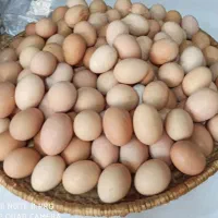تخم مرغ محلی تازه و نطفه دار