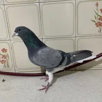 کبوتر دمگیر خرقه