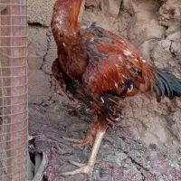 لاری تاج کج