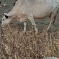 گاو|حیوانات مزرعه|ارشق, |دیوار