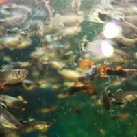 ماهی گوپی|ماهی|اصفهان, شهشهان|دیوار