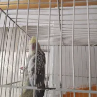 عروس هلندی ماده|پرنده|مشهد, مهدی آباد|دیوار