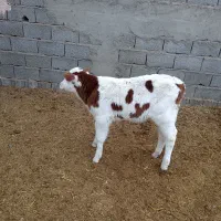 گاوگوساله سیمنتال