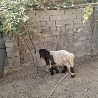 بره کله زنگی