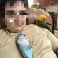 طوطی خورشیدی و راهب دستی|پرنده|رشت, گلسار|دیوار