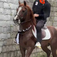 اسب کرد اصیل نر