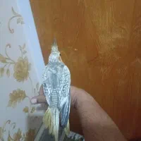 جوجه عروس هلندی|پرنده|قرچک, مهدیه|دیوار