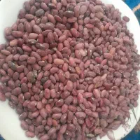 فروش لوبیا قرمز