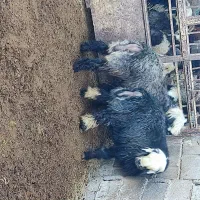 بره نر قوچی|حیوانات مزرعه|حسن آباد, |دیوار