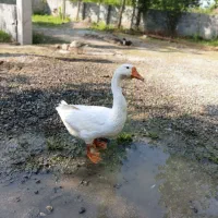 قوغاز