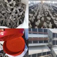 سینی یه روزه پرنده مرغ و دونخوری بوقلمون|عمدهفروشی|گرمسار, |دیوار