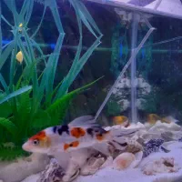 ماهی کوی|ماهی|مشهد, زمرد|دیوار