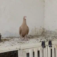 ماده زرد کرمونی درجه یک|پرنده|تربتحیدریه, سرمحله|دیوار