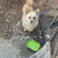 سگ پا کوتاه رسمی