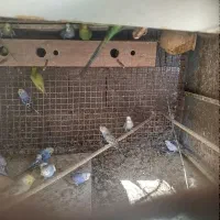 جوجه مرغ عشق