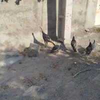 بوقلمون گوشتی|حیوانات مزرعه|مشگین شهر, |دیوار