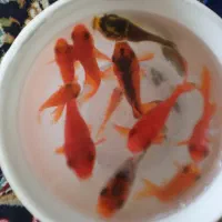 ماهی قرمز ۸۰۰۰ هزارتومان