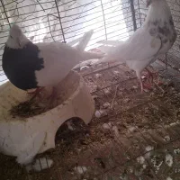 طوقی|پرنده|جوانرود, |دیوار