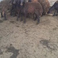 ۸عددبره یکی نروبقیهماده سالم وسروحال بفروش میرسد